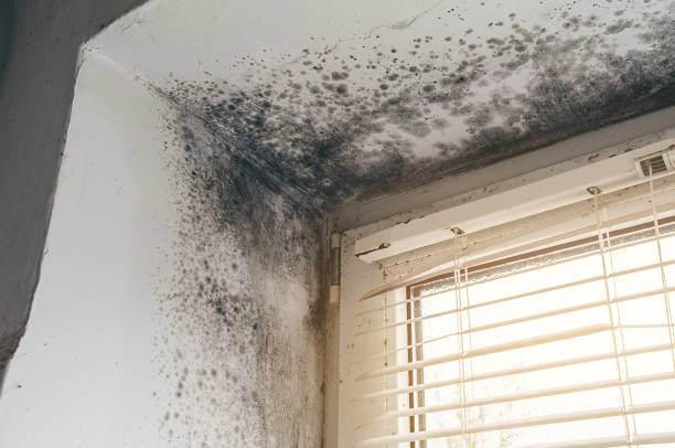 Affordable Mold Remediation solutions in Manitou Springs, CO